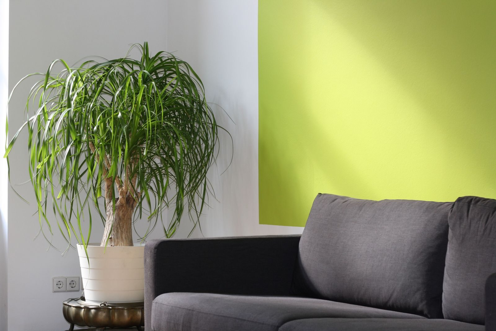 Sala moderna e iluminada com parede verde, sofá e pata-de-elefante em um canto ensolarado